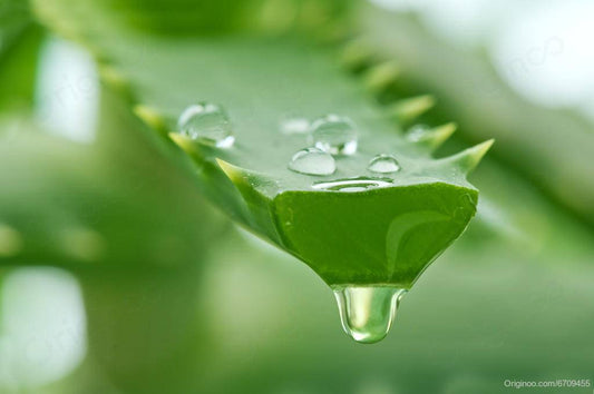 Aloe Vera Weight Loss: a natural slimming assistant